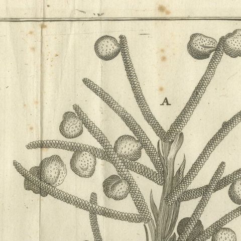 Fruits of the Theban Palm, Botanical Study of Date Palm Egypt c.1776, close-up 6