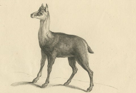 Agile Chamois or Mountain Goat Antilope: A Detailed Etching - circa 1740, close-up 3