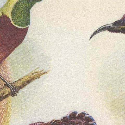 Antique Print of the Mrs Reichenow's Bird of Paradise and Others, 1950, close-up 1