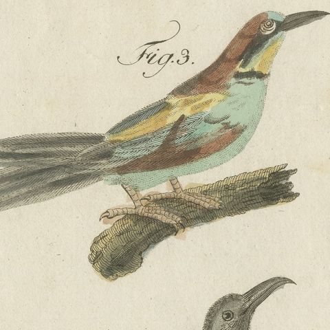 Royal Flycatcher and Bee-eaters, Antique Bertuch Print, Vienna, circa 1805, close-up 4