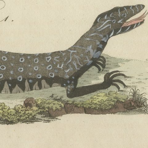 Monitor, Basilisk and Flying Dragon, Antique Bertuch Print, Vienna, circa 1805, close-up 4