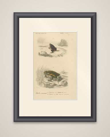 Frog Print of Oval Engystoma and Green Toad, c.1850, by Orbigny, shown framed