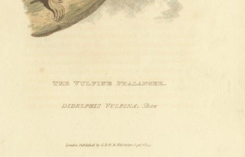 Antique Print with Hand Coloring of a Phalanger Species, close-up 2