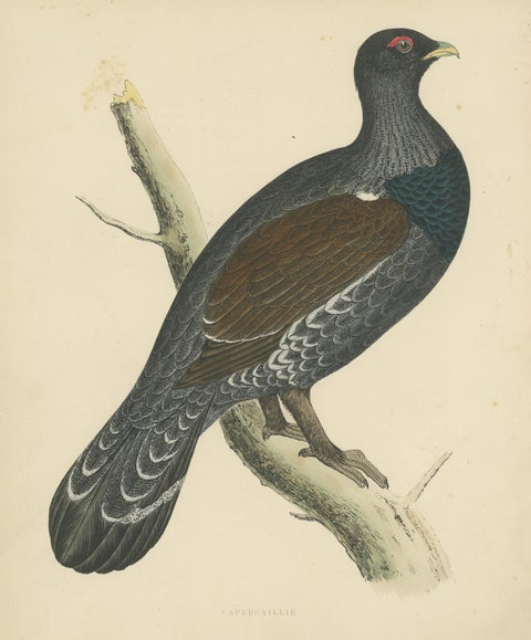 Original Antique Print of a Capercaillie Bird, view 3