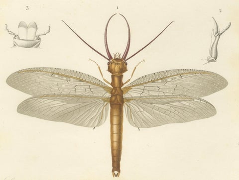 Antique Dragonfly Engraving, Corydale Cornu, French Neuropteres Print c.1800, close-up 1