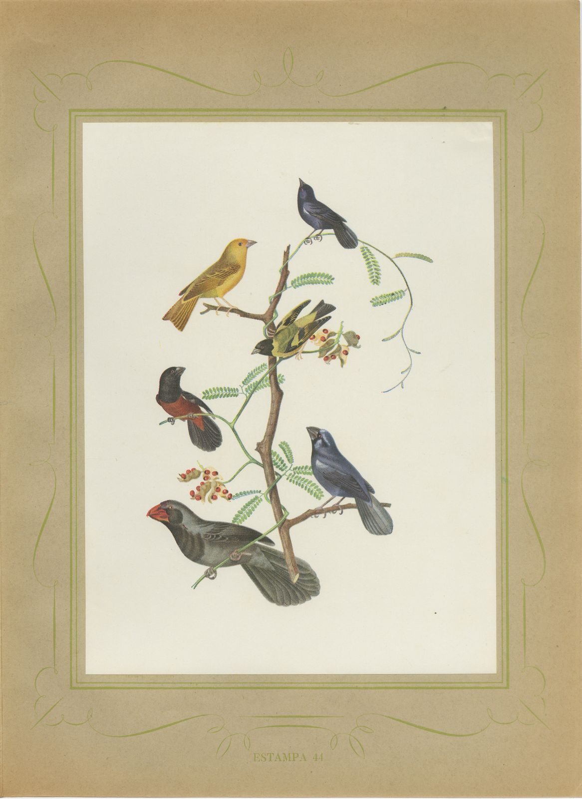 Finches and Seedeaters, Brazilian Bird Print, Descourtilz, 1944, view 2