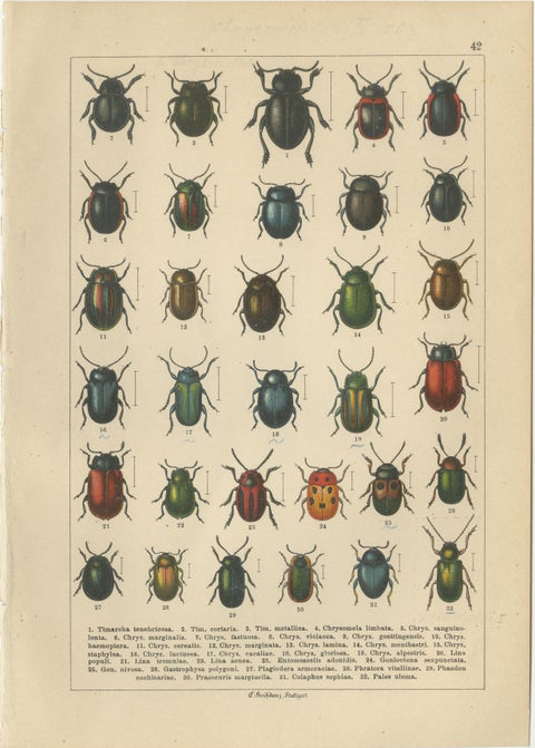 Decorative Antique Beetle Prints, Vibrant Chromolithograph Set of 8, Calwer 1893, view 3