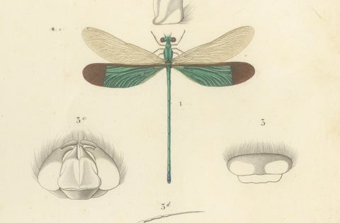 Antique Dragonfly Print, Agrion de Chine, French Natural History Engraving 1800, close-up 2