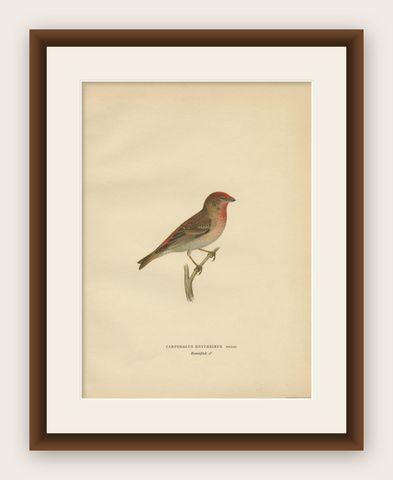 Antique Bird Print of the Common Rosefinch by Von Wright, 1927, shown framed