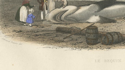 Le Requin (Shark), Hand-Colored Engraving, 1840, close-up 6
