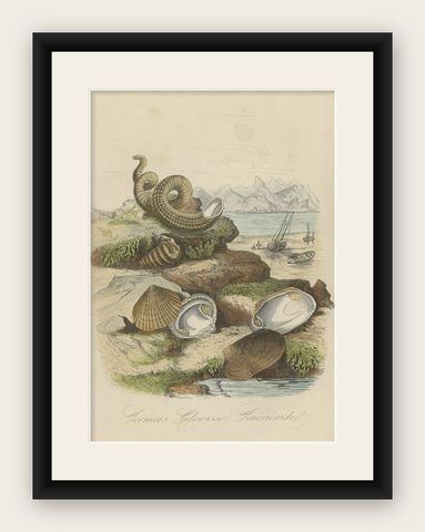 Antique Print of Bivalve Molluscs and Other Molluscs, Sealife, 1854, shown framed