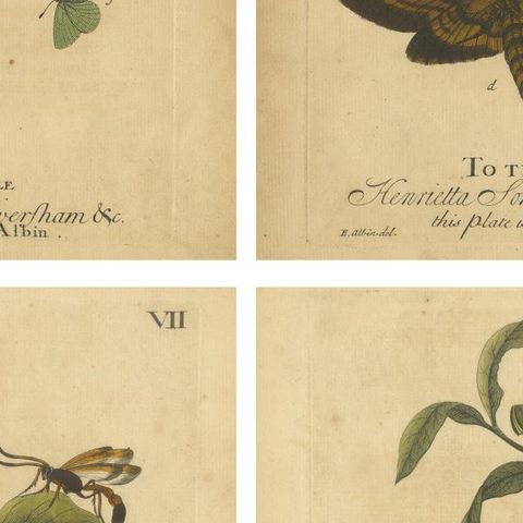 Early English Moths, Death’s-Head Hawk, Elephant Hawk, Albin 1720, close-up 2