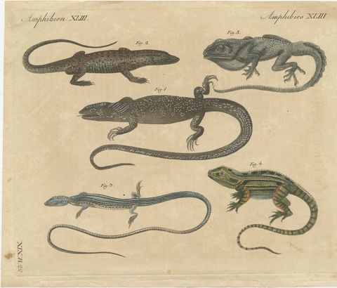 Five Exotic Lizards, Antique Bertuch Print, Vienna, circa 1820