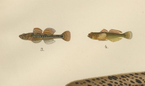 Spotted Wolffish, Broadhead Wolffish, and Gobies - Scandinavian Fish Litho, 1895, close-up 2