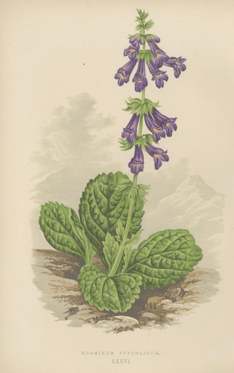 Alpine Botanical Lithograph Pair of Iris and Pyrenean Dead-nettle, 1874, close-up 2