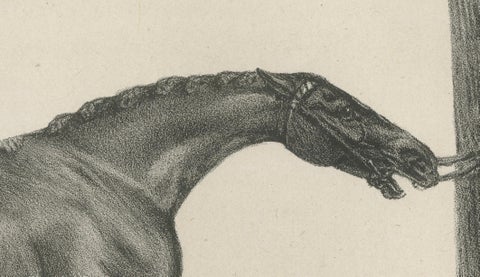 Muly Moloch, Antique Sporting Horse Lithograph, Hullmandel c.1840, close-up 4