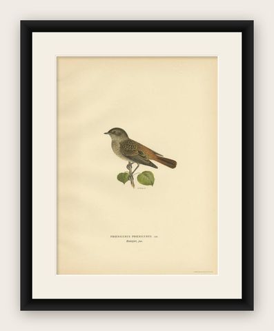 Antique Bird Print of the Common Redstart by Von Wright, 1927, shown framed