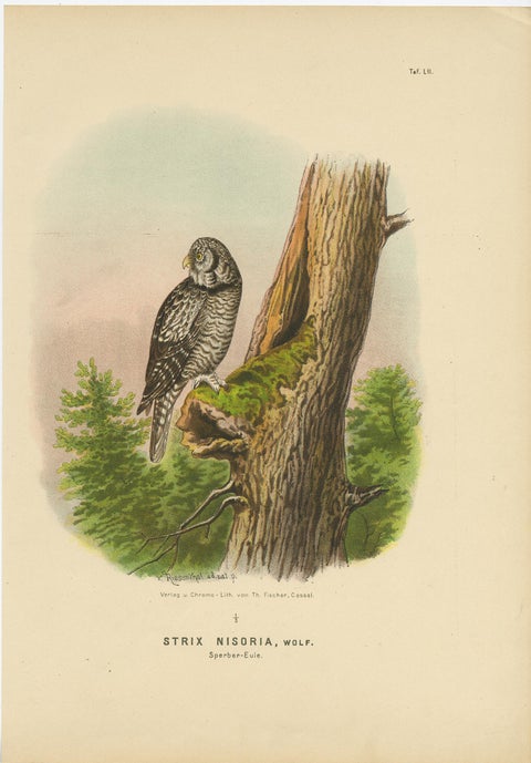 Falcons and Owls, Set of Three Antique Bird Prints, 19th Century c.1894, view 2