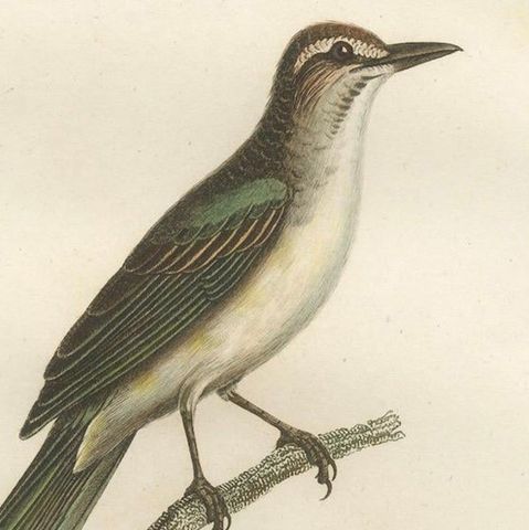 The Black-Whiskered Vireo, An 1807 Large Hand-Colored Ornithological Print, close-up 4