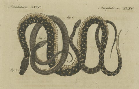 Hand-colored EngravingS of Five various Snakes, incl Dahl's Whip Snake, ca.1800, close-up 1