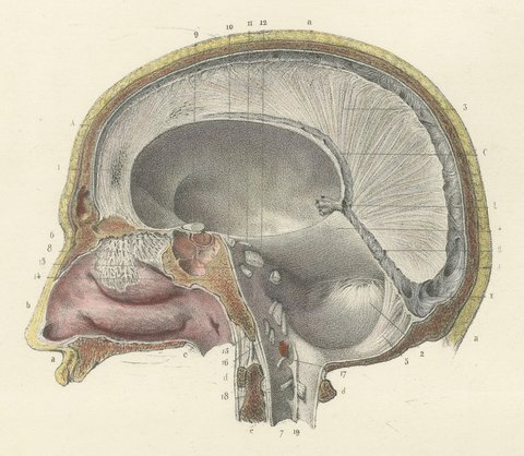 Median Sagittal Sections of the Head, Antique Hirschfeld Anatomy Print, 1866, view 4