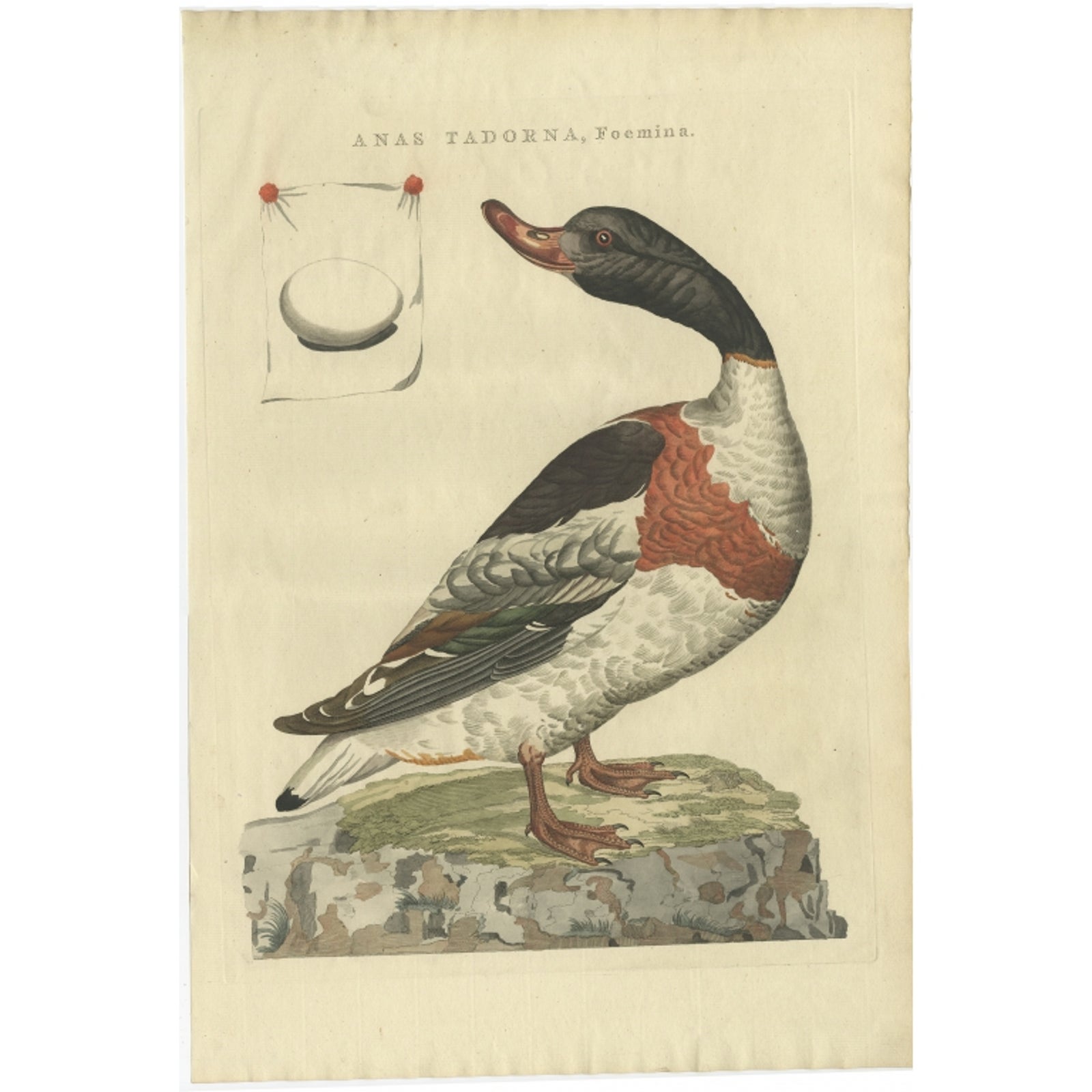 Female Common Shelduck, Antique Dutch Bird Print by Sepp & Nozeman, 1789