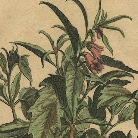 Botanical Illustration of Sesame Plant (Sesamum indicum) - Munting’s 1696 Herbal, close-up 5