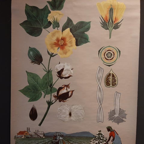 Vintage Botany Wall Chart of a Cotton Plant and Cotton Cultivation, circa 1960, view 2