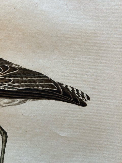 Antique Bird Print of the Green Sandpiper by Sepp & Nozeman, 1809, view 9