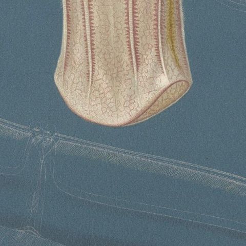 Ctenophores (Comb Jellies), Marine Invertebrates, Royal Natural History, 1896, close-up 6