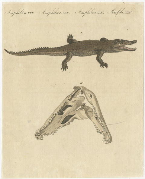Antique Print of the Santo Domingo Crocodile and a Crocodile Skull, view 2
