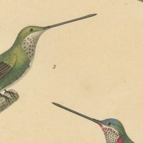 Hummingbird Illustrations: Adult, Young Male, and Female by Huet & Prêtre, 1838, close-up 5
