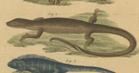 Antique Handcolored Engraving of Lizards and Amphibians, c.1800, close-up 3