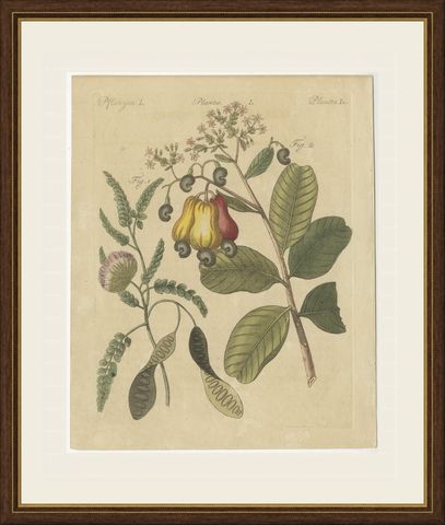 Cashew Apple and Nut with Acacia, Antique Bertuch Print, circa 1805, shown framed
