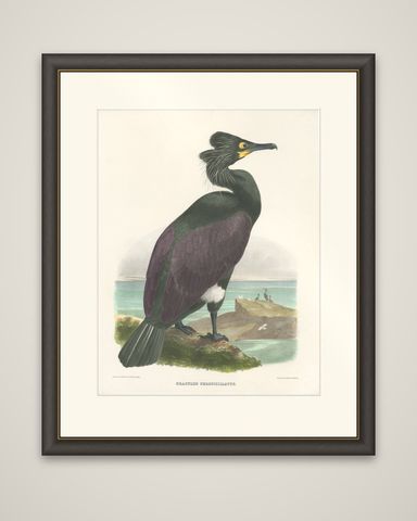 Spectacular Rare Old Original Bird Print of The Spectacled Cormorant, 1868, shown framed