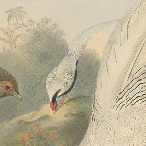 Antique Bird Print of the Silver Pheasant by Gould, circa 1850, close-up 1