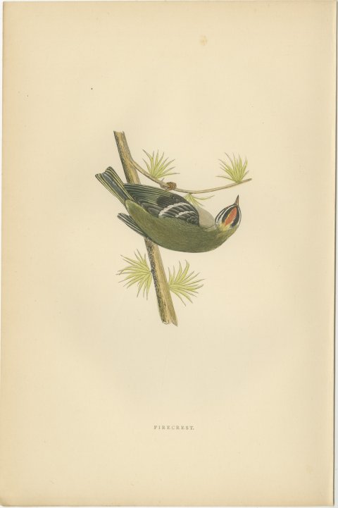 Firecrest Hanging Upside Down from a Conifer Twig, Bird Print, Morris, 1896, view 2