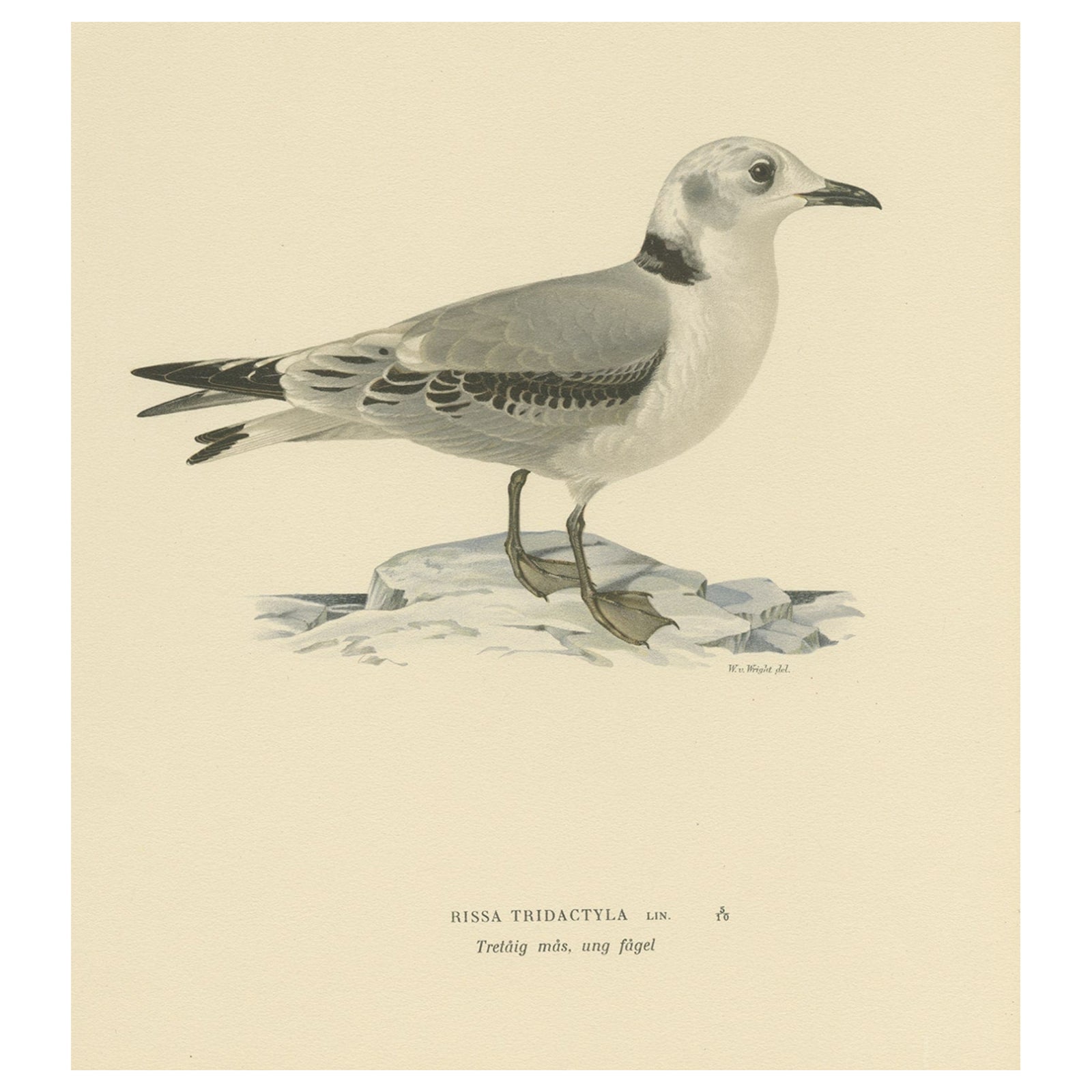 Old Bird Print of Gull Named the Black-Legged Kittiwake, 1929