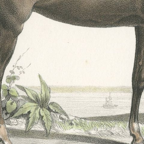 Antique Horse Print of a Nubian Horse, close-up 2