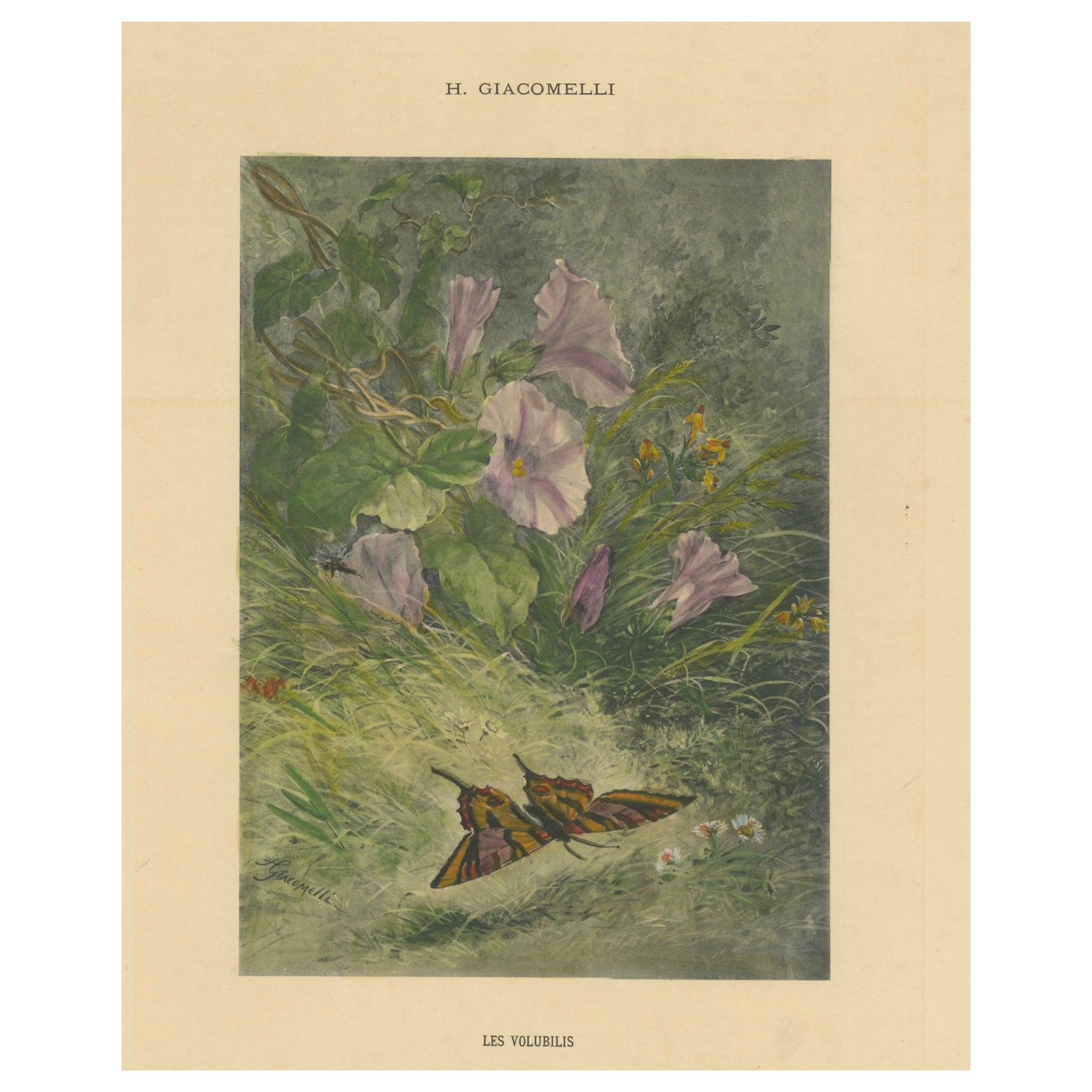 Morning Glories with Butterfly - Giacomelli’s Nature Print, Circa 1891