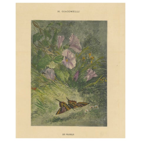 Morning Glories with Butterfly - Giacomelli’s Nature Print, Circa 1891