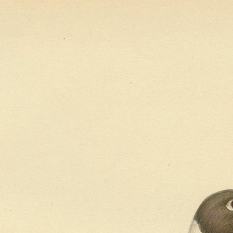 Antique Bird Print of the Black-Headed Gull 'Male' by Von Wright, 1929, close-up 1