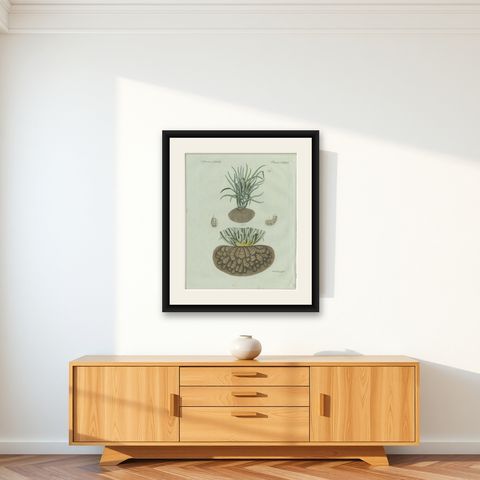 Original Antique Botanical Print of Tiger Nut by Bertuch, 1800, shown framed on a wall