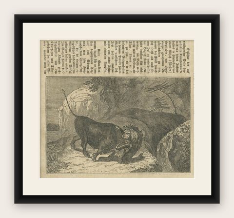 Original Antique German Print of Fight Between Buffalo and Lion, shown framed