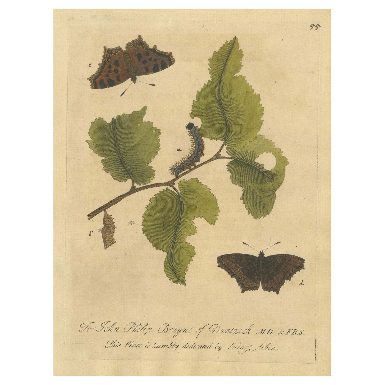 Butterfly, Caterpillar & Chrysalis on Leaves, Albin Hand-Colored Engraving 1720