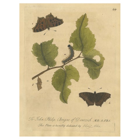 Butterfly, Caterpillar & Chrysalis on Leaves, Albin Hand-Colored Engraving 1720