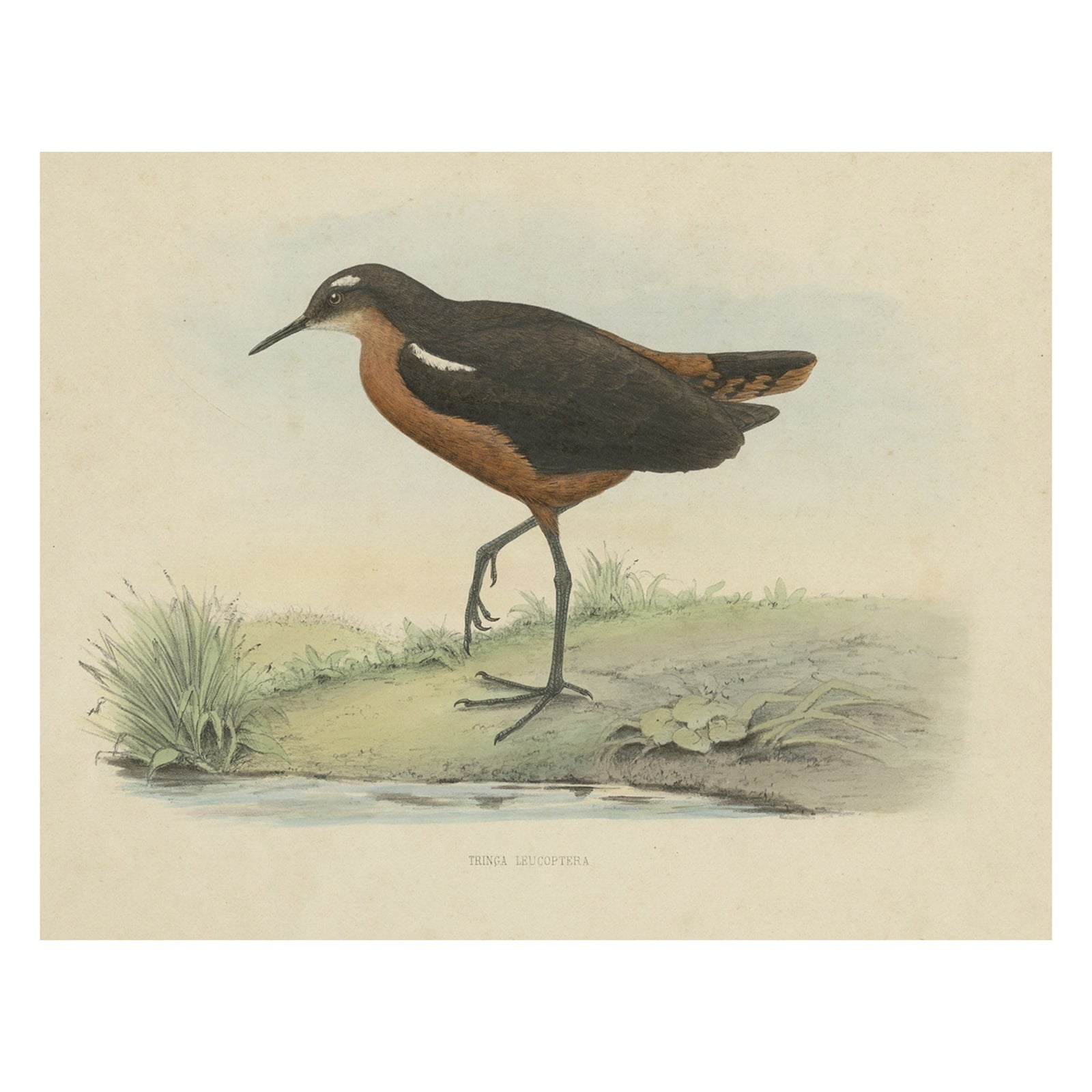 Old Bird Print of the Tahiti Sandpiper or Tahitian Sandpiper, 1854