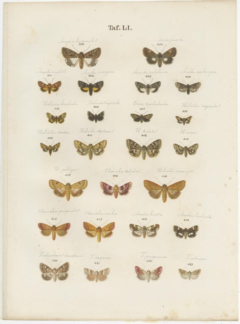 Set of 5 Antique Prints of Various Butterflies and Moths by Ramann, circa 1870, view 5