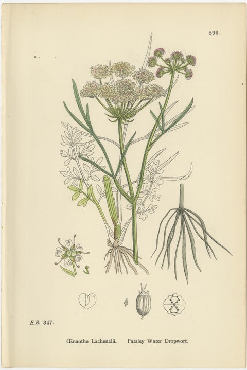 Antique English Botanical Prints, Water-Dropwort Studies for Elegant Interiors, view 3