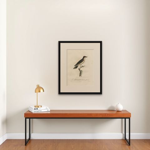 1807 Vermilion Flycatcher Handcolored Print- Antique Ornithological Illustration, shown framed on a wall